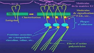 La microbiologie du sol