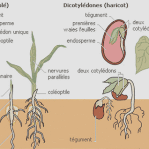 Cours biodiversité végétale pdf