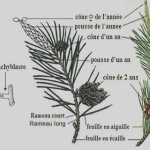 Biologie végétale pdf