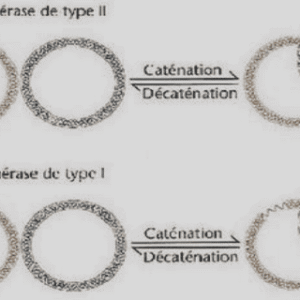 Biologie moléculaire de gène pdf